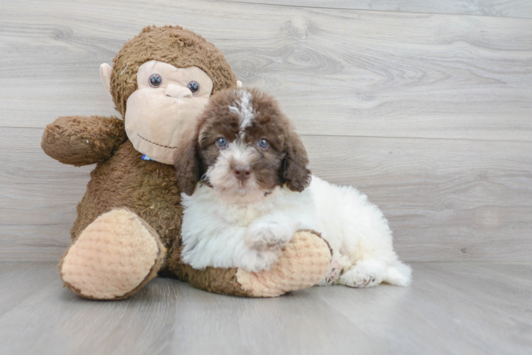 Meet Story - our Mini Labradoodle Puppy Photo 1/3 - Puppy Love PR Mini Labradoodle Puppy for Adoption