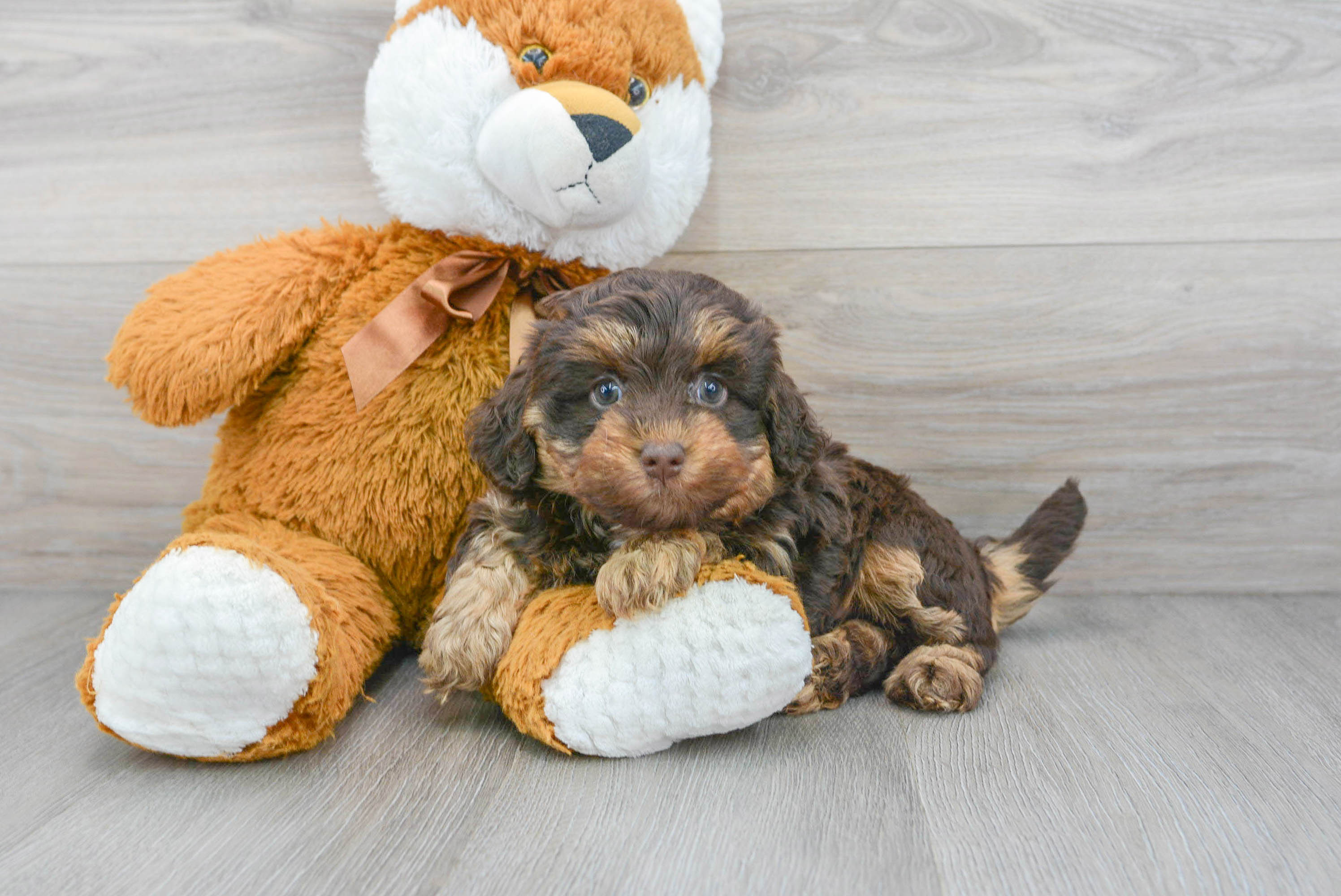 Smart Mini Labradoodle Poodle Mix Pup