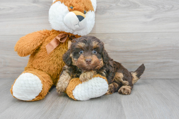 Smart Mini Labradoodle Poodle Mix Pup