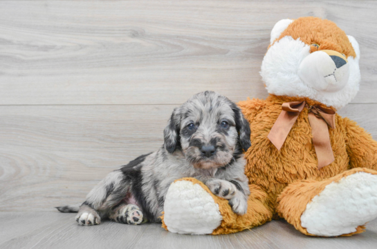 Sweet Mini Labradoodle Baby
