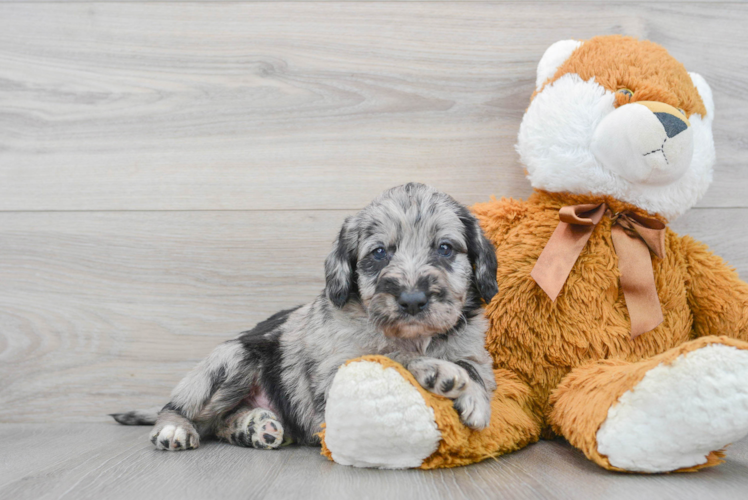 Meet Studley - our Mini Labradoodle Puppy Photo 1/3 - Puppy Love PR Sweet Mini Labradoodle Baby