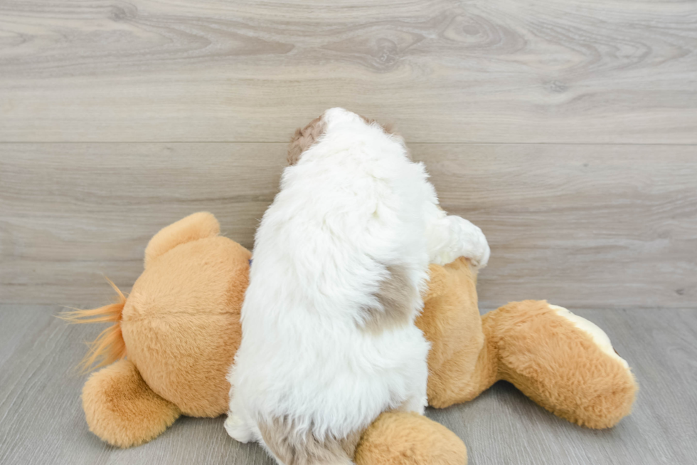 Mini Labradoodle Puppy for Adoption