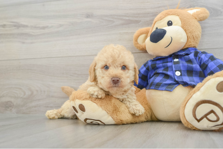 Small Mini Labradoodle Baby