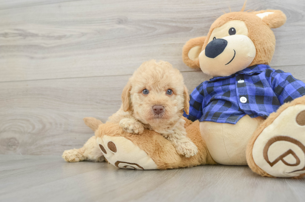6 week old Mini Labradoodle Puppy For Sale - Puppy Love PR