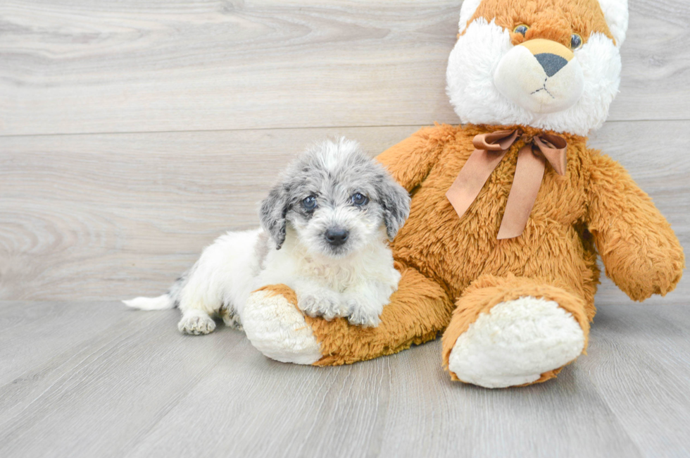 6 week old Mini Labradoodle Puppy For Sale - Puppy Love PR