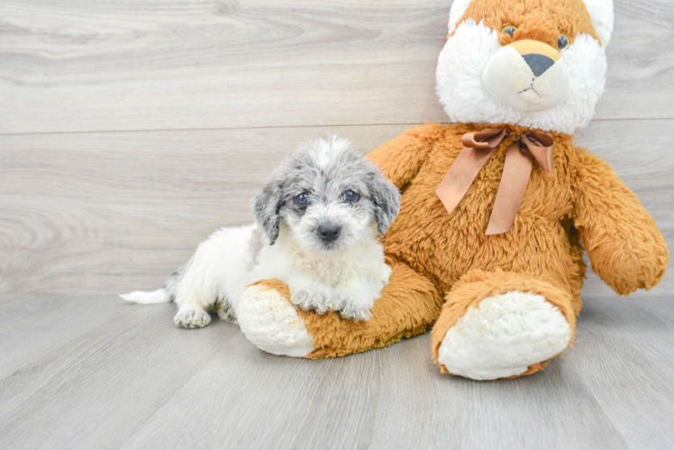 Mini Labradoodle Puppy for Adoption