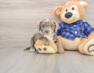 7 week old Mini Labradoodle Puppy For Sale - Puppy Love PR
