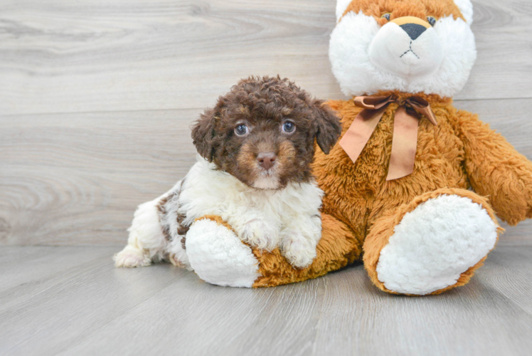 Mini Labradoodle Pup Being Cute