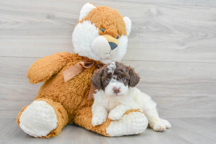Meet Sundae - our Mini Labradoodle Puppy Photo 1/3 - Puppy Love PR Best Mini Labradoodle Baby