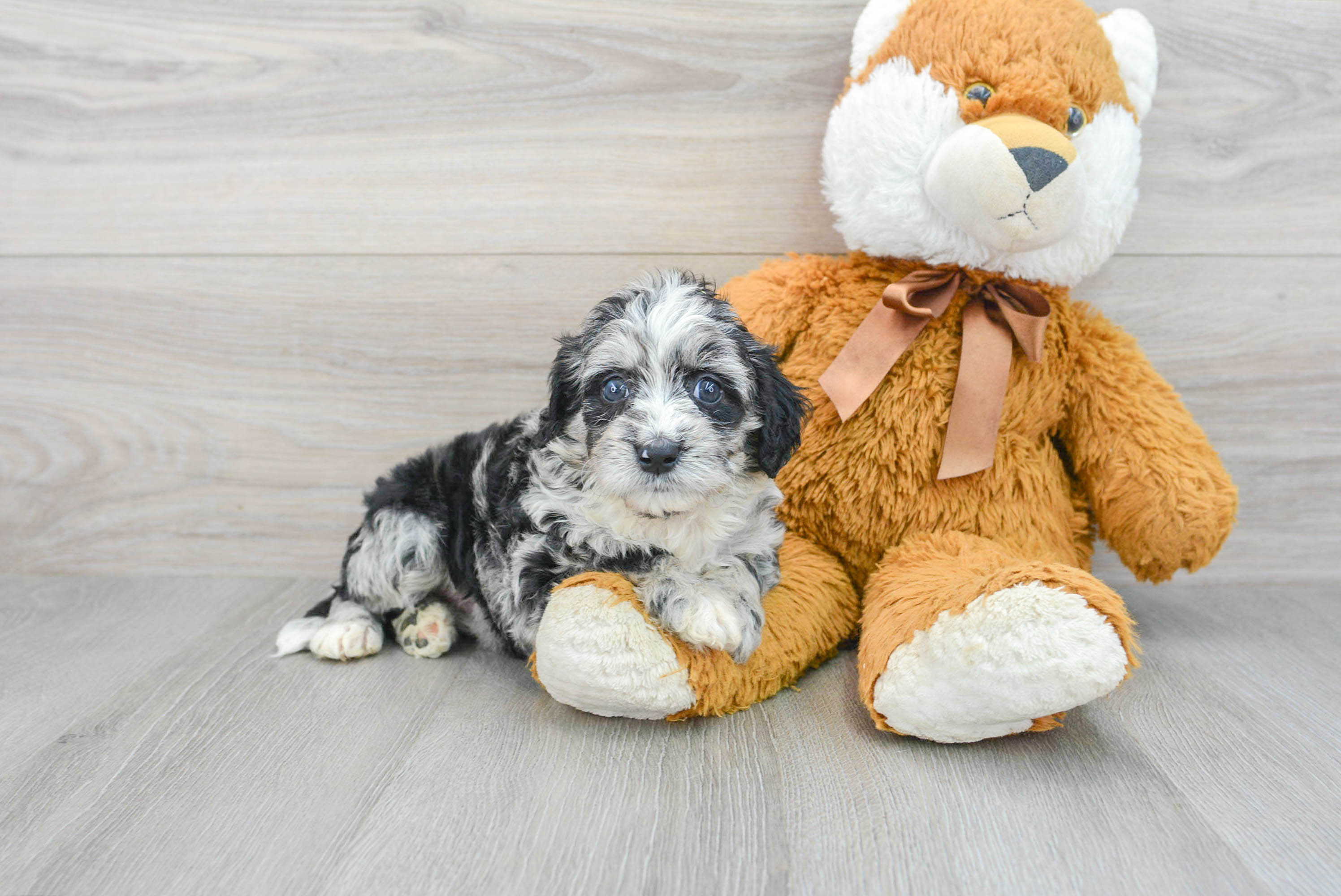 Mini Labradoodle Pup Being Cute