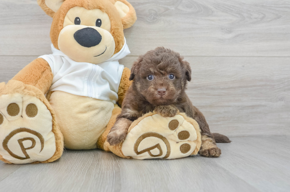 6 week old Mini Labradoodle Puppy For Sale - Puppy Love PR