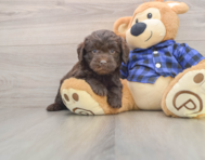 7 week old Mini Labradoodle Puppy For Sale - Puppy Love PR
