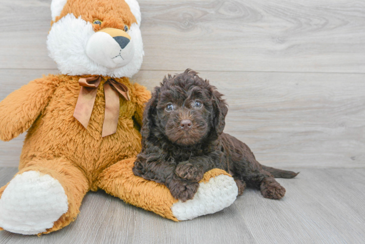 Little Labrador Poodle Mix Puppy