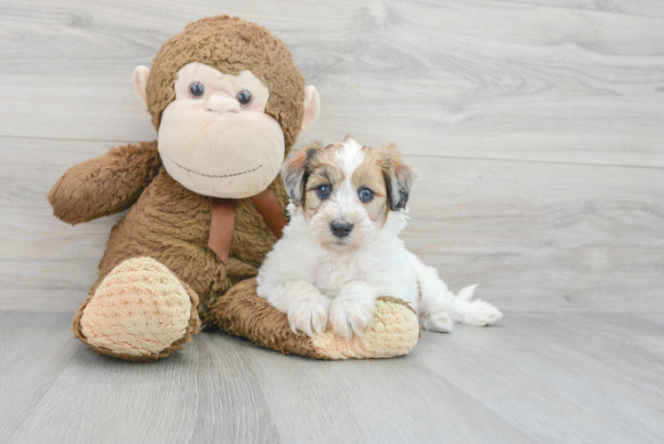 Funny Mini Labradoodle Poodle Mix Pup