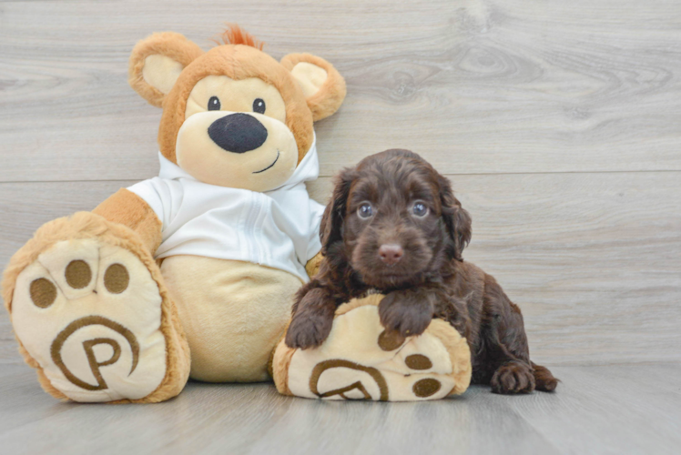 Meet Sweetie - our Mini Labradoodle Puppy Photo 1/3 - Puppy Love PR Mini Labradoodle Puppy for Adoption