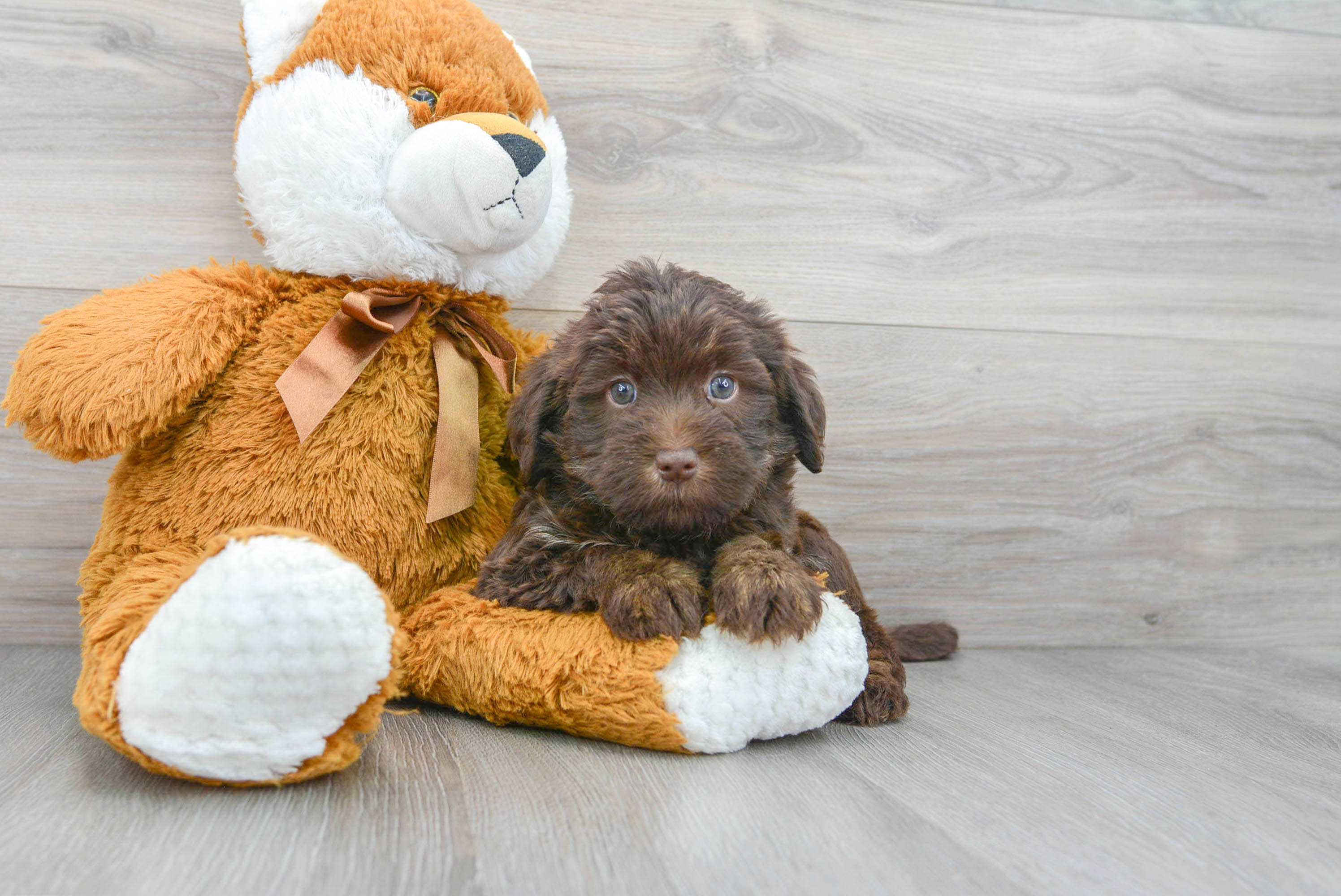 Happy Mini Labradoodle Baby