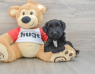 5 week old Mini Pomskydoodle Puppy For Sale - Puppy Love PR