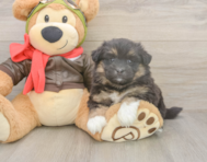 5 week old Mini Pomskydoodle Puppy For Sale - Puppy Love PR
