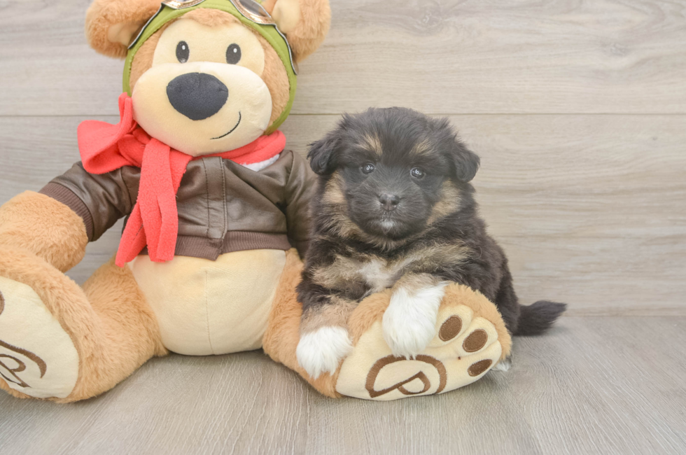 5 week old Mini Pomskydoodle Puppy For Sale - Puppy Love PR