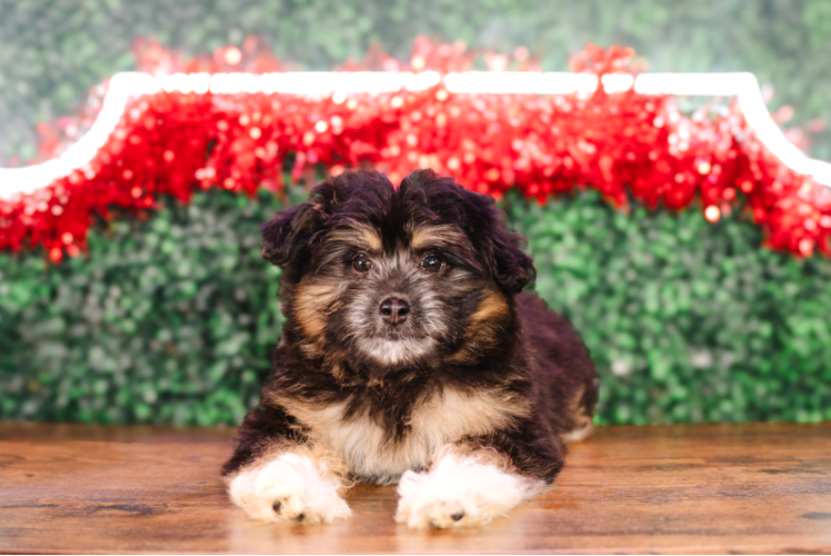 Mini Pomskydoodle Pup Being Cute