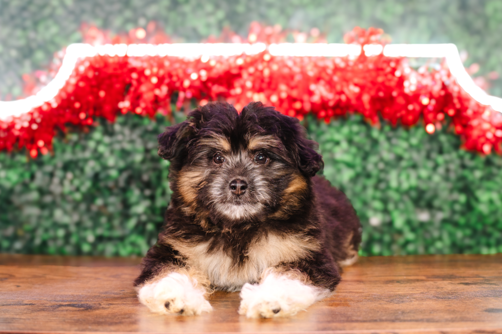 Mini Pomskydoodle Pup Being Cute