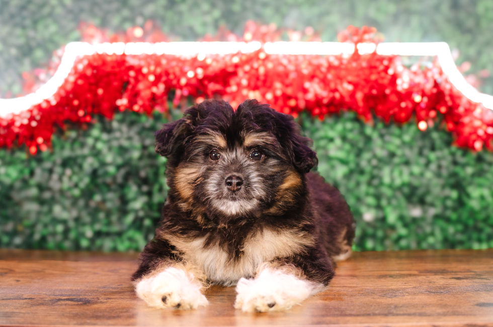 10 week old Mini Pomskydoodle Puppy For Sale - Puppy Love PR