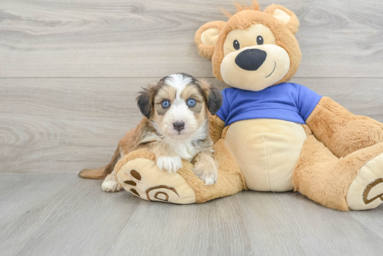 Meet Alyssa - our Mini Pomskydoodle Puppy Photo 1/3 - Puppy Love PR Mini Pomskydoodle Pup Being Cute