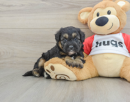 5 week old Mini Pomskydoodle Puppy For Sale - Puppy Love PR