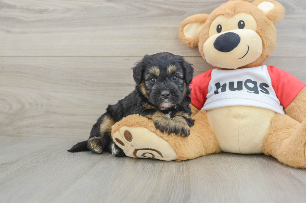 5 week old Mini Pomskydoodle Puppy For Sale - Puppy Love PR