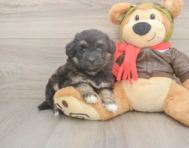 5 week old Mini Pomskydoodle Puppy For Sale - Puppy Love PR