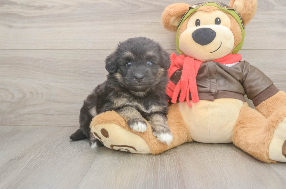 5 week old Mini Pomskydoodle Puppy For Sale - Puppy Love PR