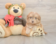 5 week old Mini Pomskydoodle Puppy For Sale - Puppy Love PR