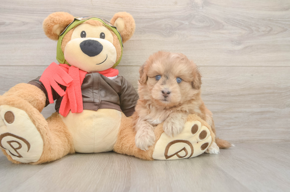 5 week old Mini Pomskydoodle Puppy For Sale - Puppy Love PR