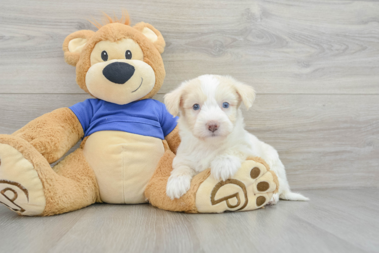 Meet Antonio - our Mini Pomskydoodle Puppy Photo 1/3 - Puppy Love PR Best Mini Pomskydoodle Baby