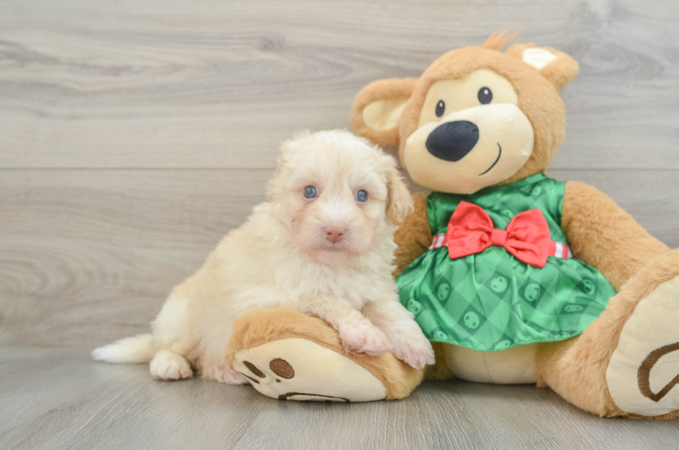 6 week old Mini Pomskydoodle Puppy For Sale - Puppy Love PR