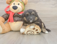 5 week old Mini Pomskydoodle Puppy For Sale - Puppy Love PR