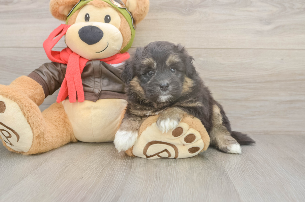 5 week old Mini Pomskydoodle Puppy For Sale - Puppy Love PR