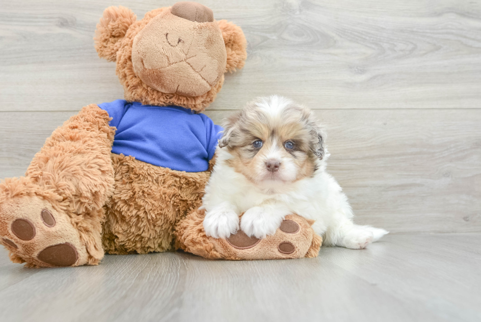 Little Mini Pomskydoodle Poodle Mix Puppy