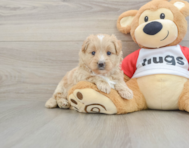 5 week old Mini Pomskydoodle Puppy For Sale - Puppy Love PR