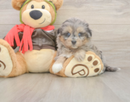 5 week old Mini Pomskydoodle Puppy For Sale - Puppy Love PR