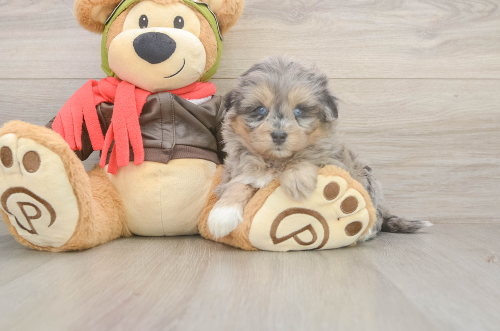 5 week old Mini Pomskydoodle Puppy For Sale - Puppy Love PR
