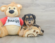 5 week old Mini Pomskydoodle Puppy For Sale - Puppy Love PR