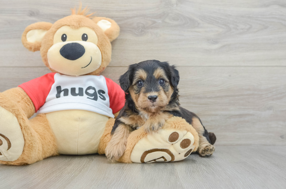 5 week old Mini Pomskydoodle Puppy For Sale - Puppy Love PR