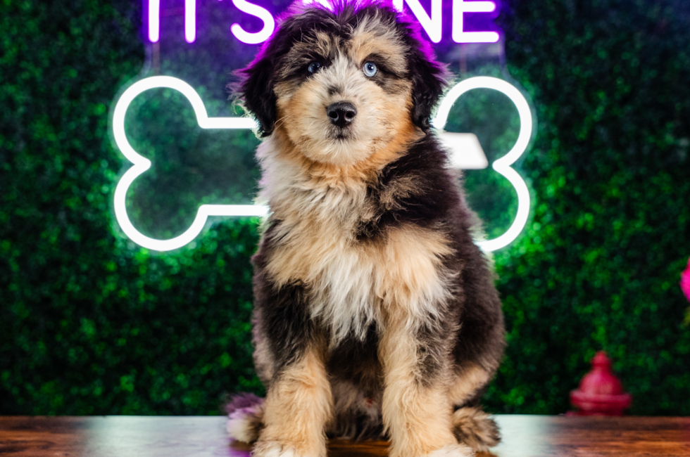 10 week old Mini Pomskydoodle Puppy For Sale - Puppy Love PR
