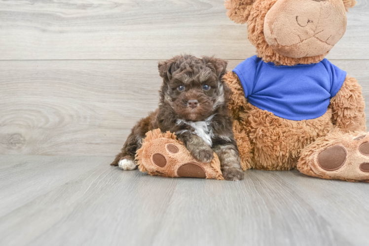 Meet Gabbana - our Mini Pomskydoodle Puppy Photo 1/3 - Puppy Love PR Playful Mini Pomskydoodle Poodle Mix Puppy