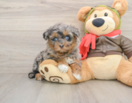 7 week old Mini Pomskydoodle Puppy For Sale - Puppy Love PR