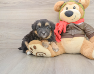 8 week old Mini Pomskydoodle Puppy For Sale - Puppy Love PR