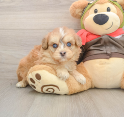 6 week old Mini Pomskydoodle Puppy For Sale - Puppy Love PR