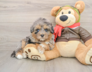 7 week old Mini Pomskydoodle Puppy For Sale - Puppy Love PR