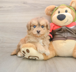 6 week old Mini Pomskydoodle Puppy For Sale - Puppy Love PR